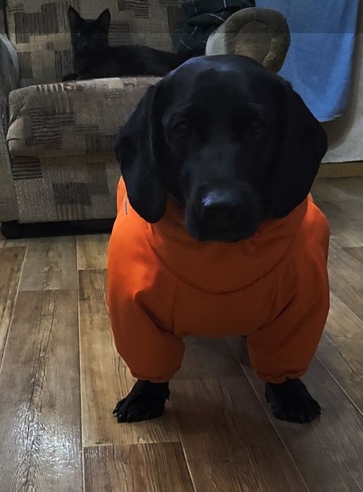 Продам комбинезон для собаки