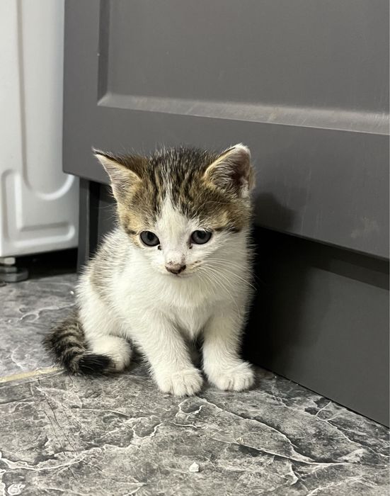 отдам котят в хорошие руки