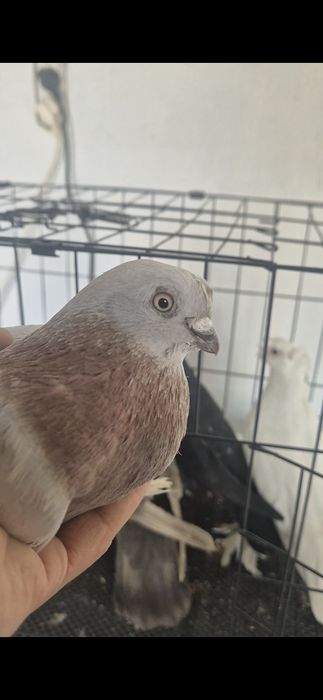 Продам голубей на игру