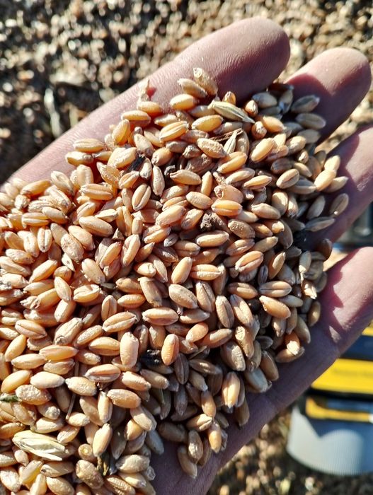 Продам на корма пшеницу