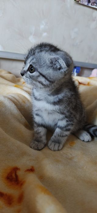 Продажа породистых котят,  им 2-мес.