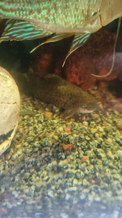 Аквариумные рыбы