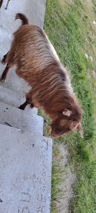 Vand țapi ,pentru detalii sunati la nr de telefon .