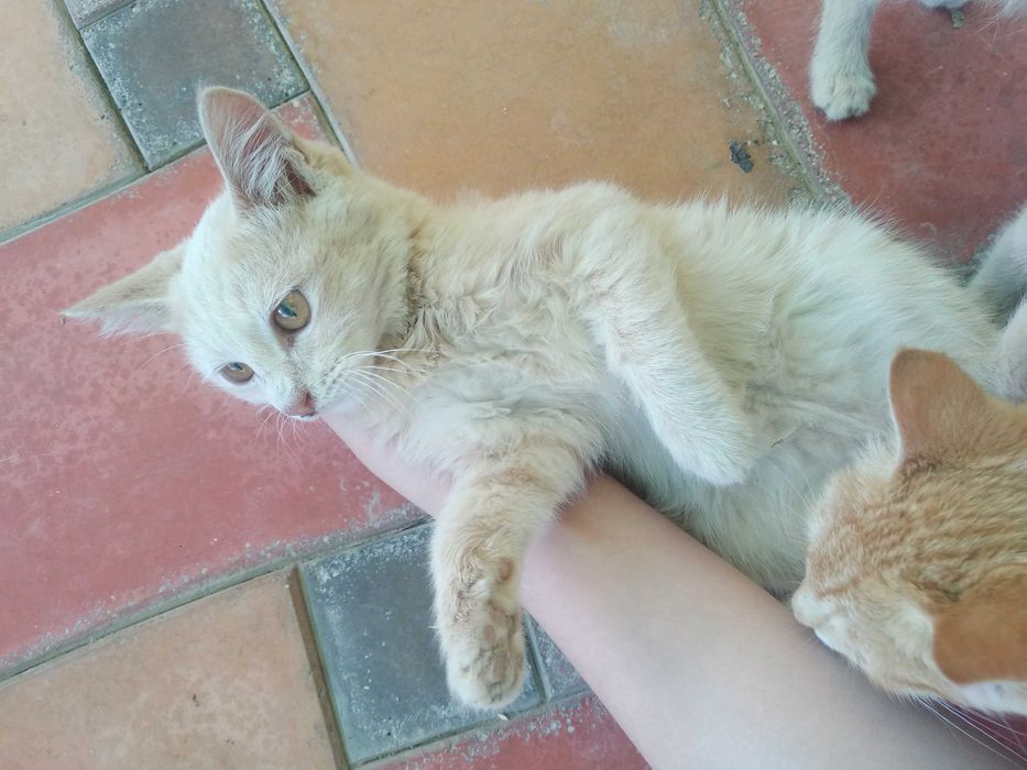 Ищем заботливого хозяина/хозяйку для котят, 3 месяца