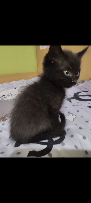 Отдам котят в добрые руки.