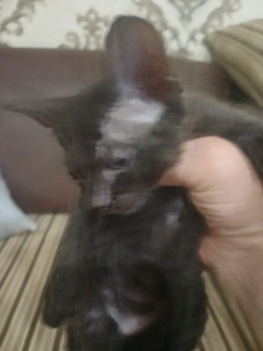 Катя а канадский сфинкс браш