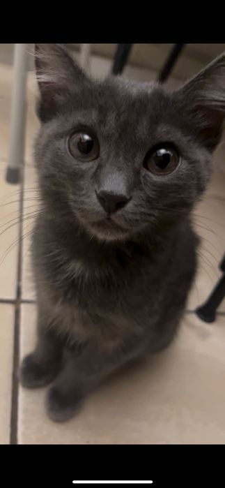 Продается котенок