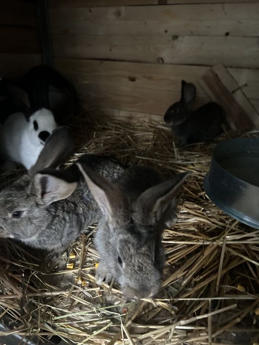 Puii de iepurasi speciali pentru paste