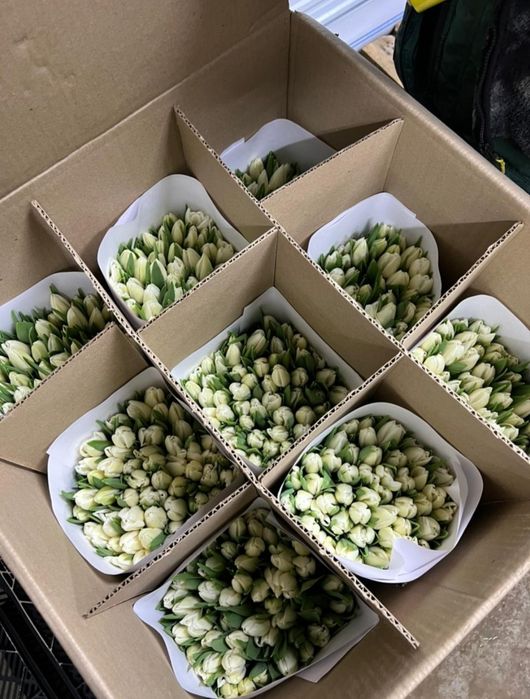 Тюльпаны к 8 марта