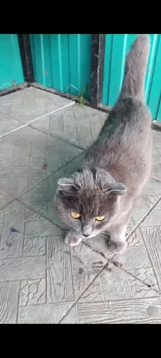 Отдам кошечку годик