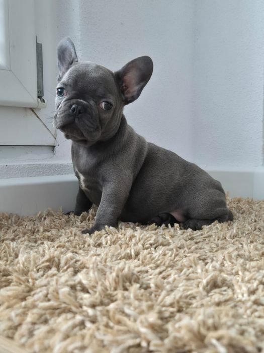Vând puișor bulldog francez