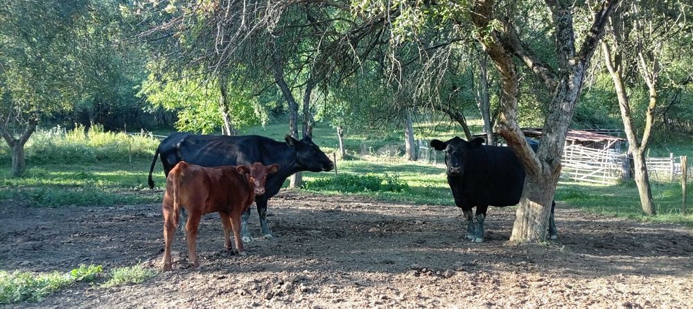 Animale vaci carne