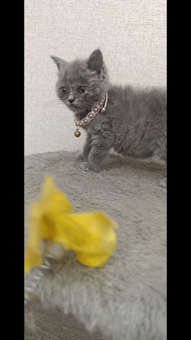 Чистокровная британочка