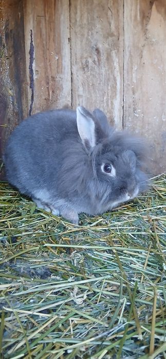 Iepuri cap de leu pitic!