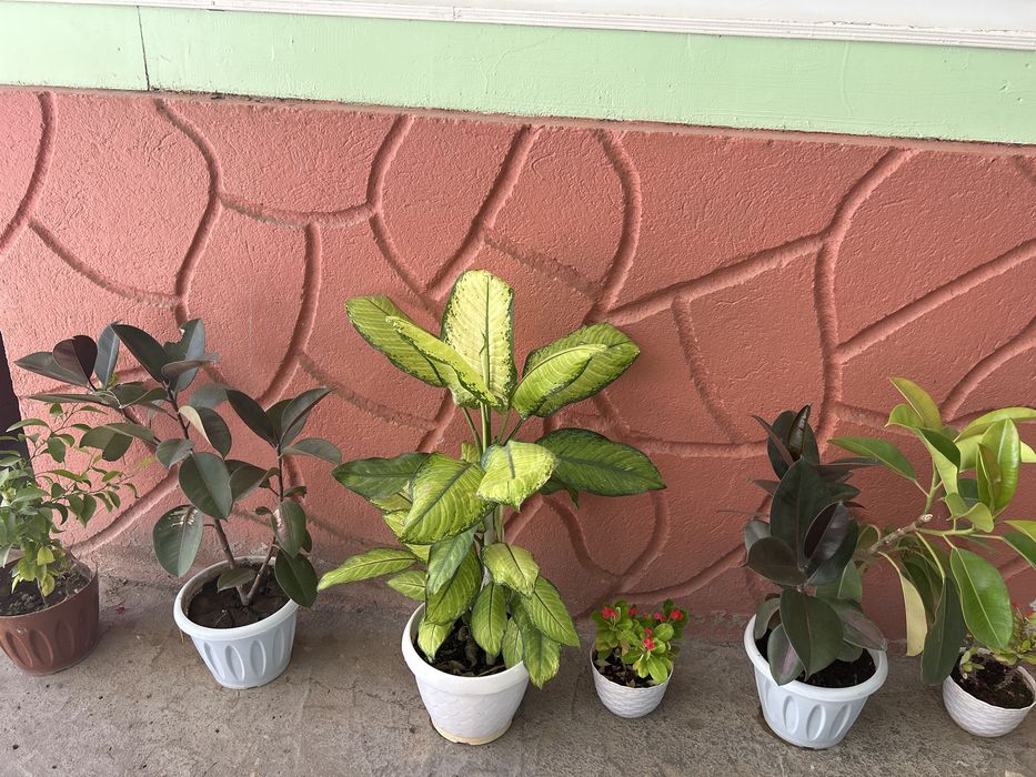 Комнатные растения