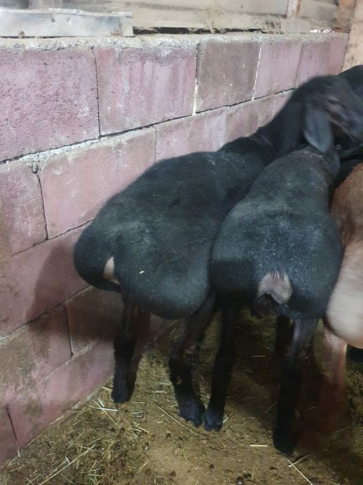 Продам кошкарчиков гиссар