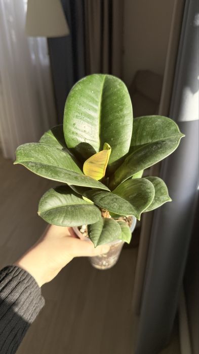 Продам фикусы разные