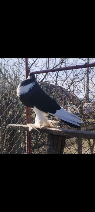 Gușați de Pomerania de vanzare