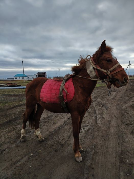 Тай кунан ат жылкы