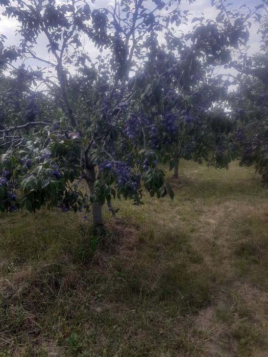 Vand prune anaspet!