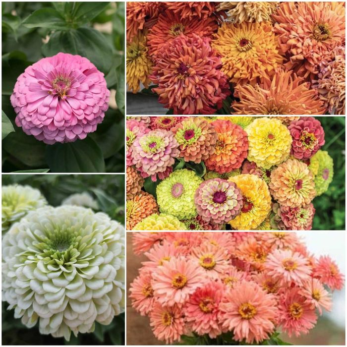 Семена сезонных цветов