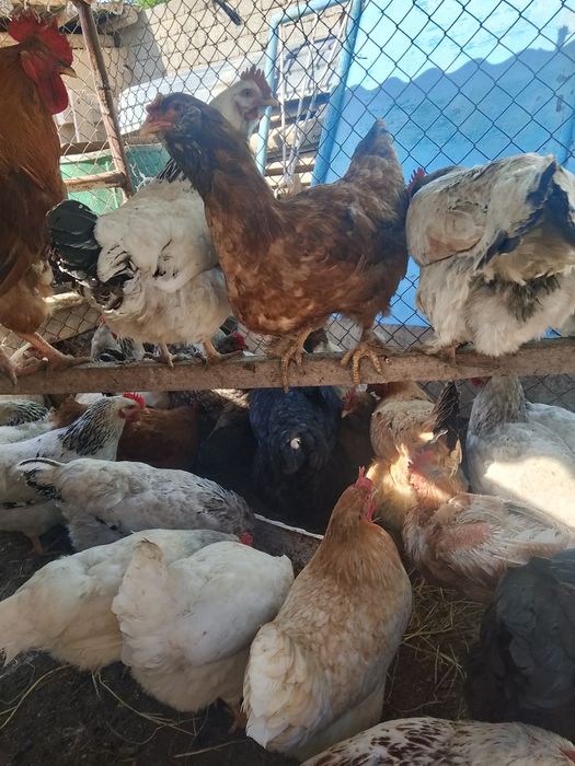 Тауыктар сатылады