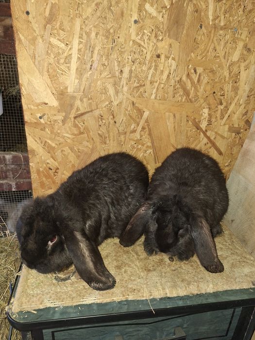 Iepuri berbec german