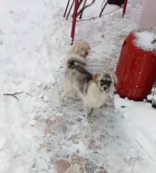 Cățelușa 6 luni, sterilizată