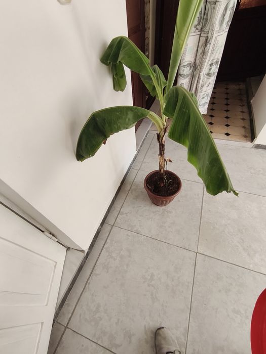 Цветок/банановое дерево