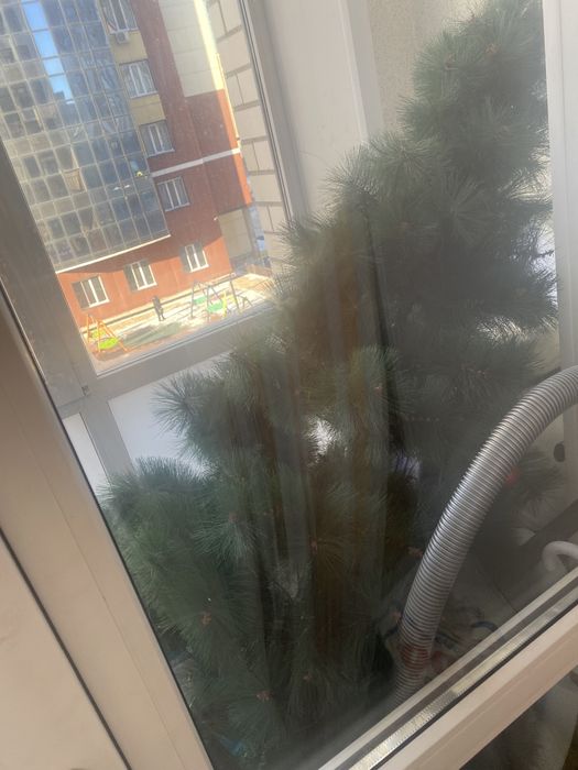 Отдам бесплатно елку