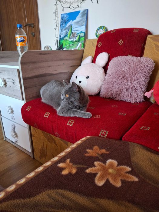 Продавам женска сина британска късокосместа котка.