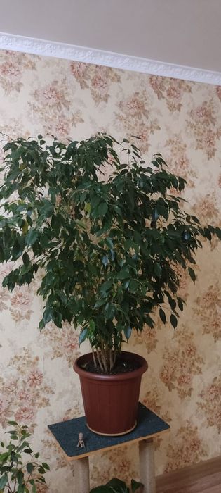 Растение Фикус Бенджамина