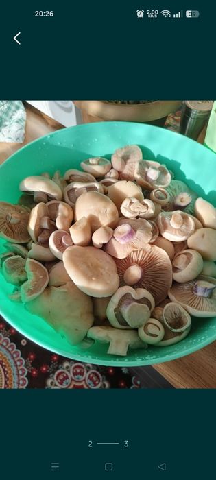 Продам грибы соленные