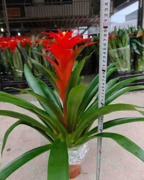 Гузмания продам в наличии.