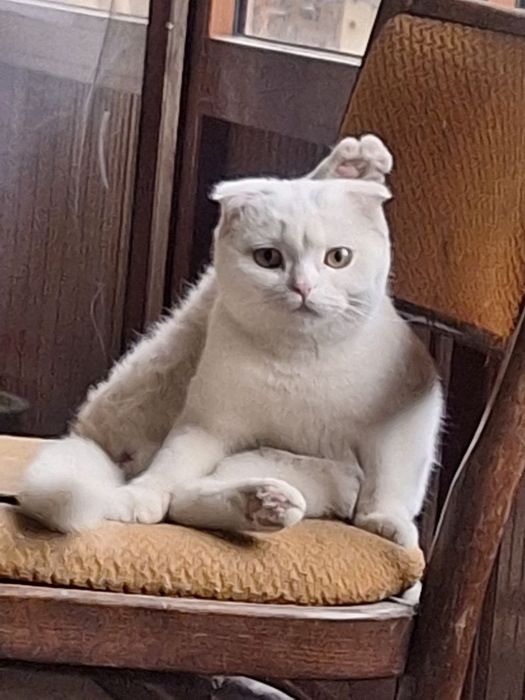 Продаëтся кошка вислоухая