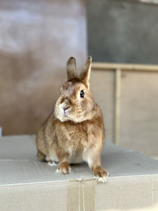 Karlik Qizil Satin Olmaxon – Juftlashtirish Xizmati