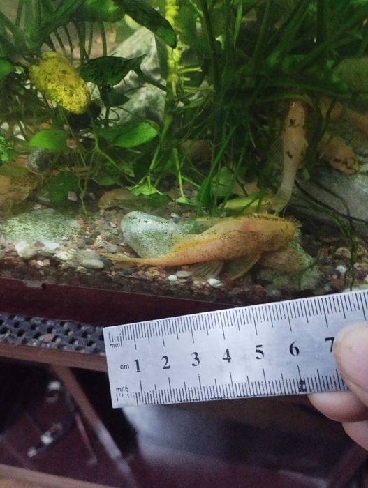 Рыбки анцитруссы, цветок Анубиса. Аквариум. Довести пятьдесят литров