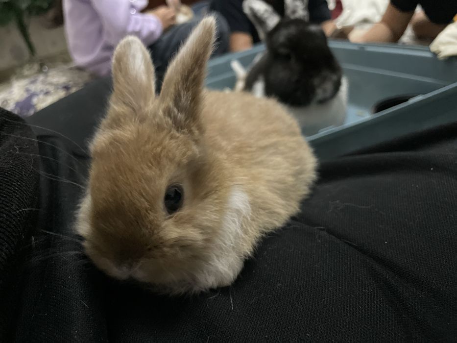 Карликовый кролик