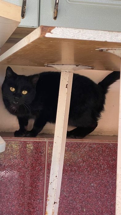 Отдам кошку черная