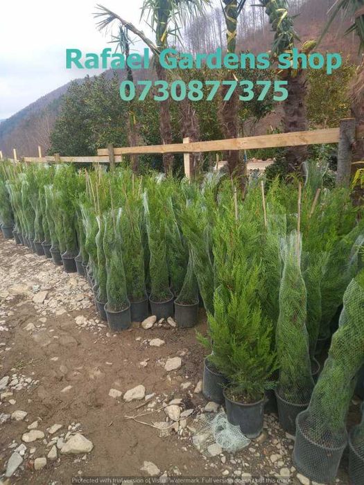 Plante Ornamentale Leylandii Cupressocyparis – Garanție Prindere