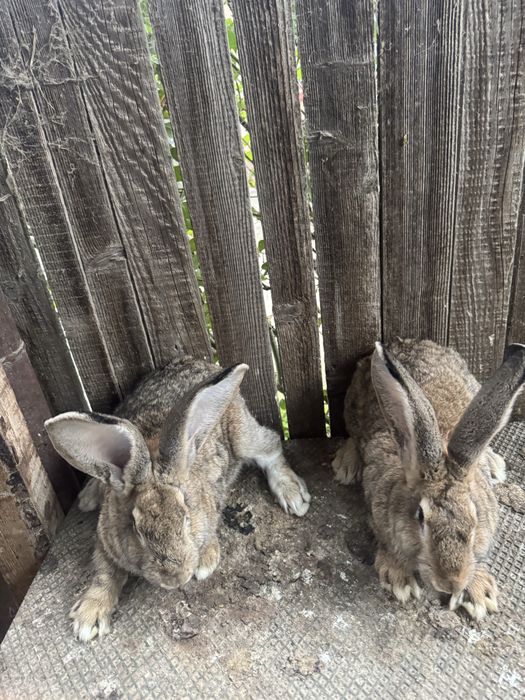 iepuroi urias german