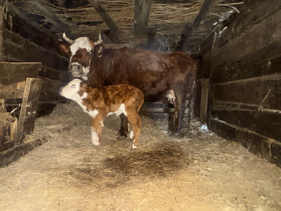 Коровы 30 голов за 20 млн