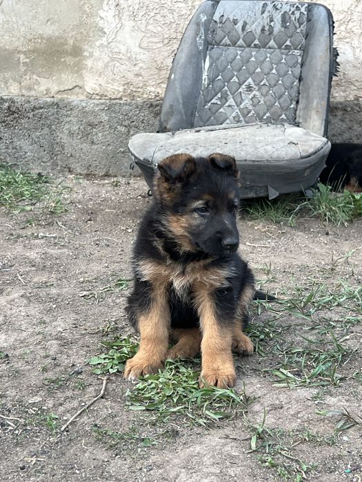 щенок немецкий чистокровный