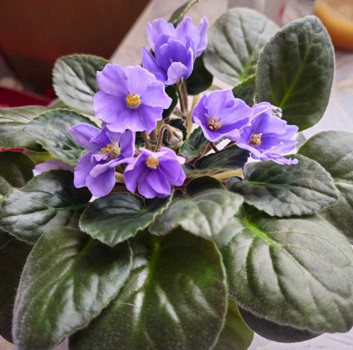 Фиалка Рапсоди Климентина