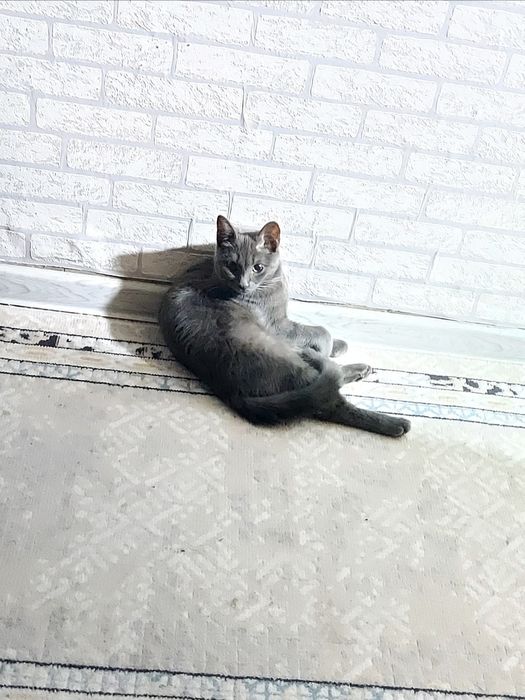 Отдам кошку в добрые руки