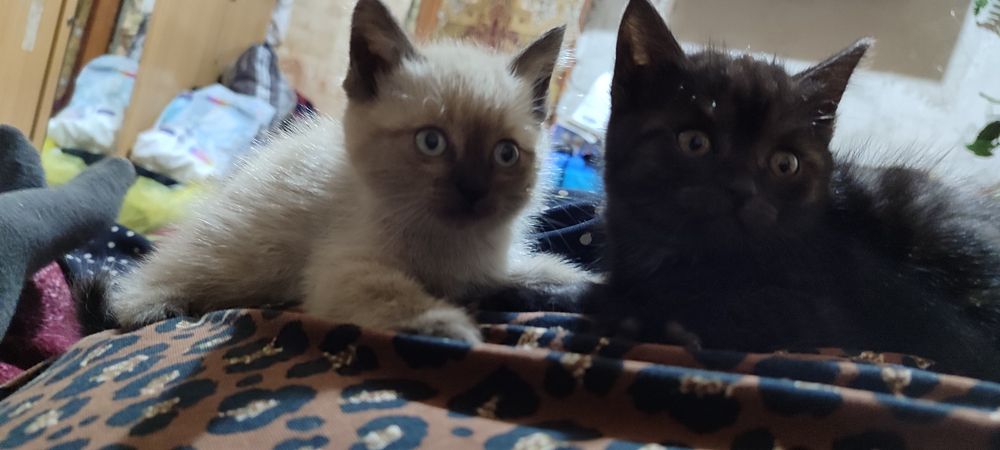 Котята потомственной крыселовки