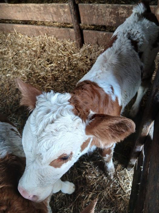 Vând viței și vitele