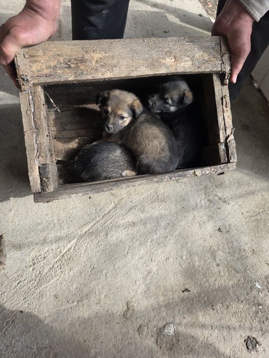 Отдам щенки даром в добые  руки