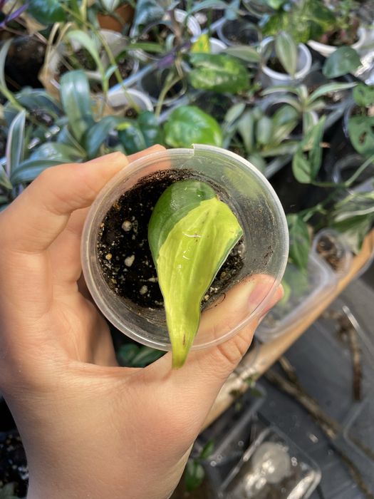 Комнатные растения