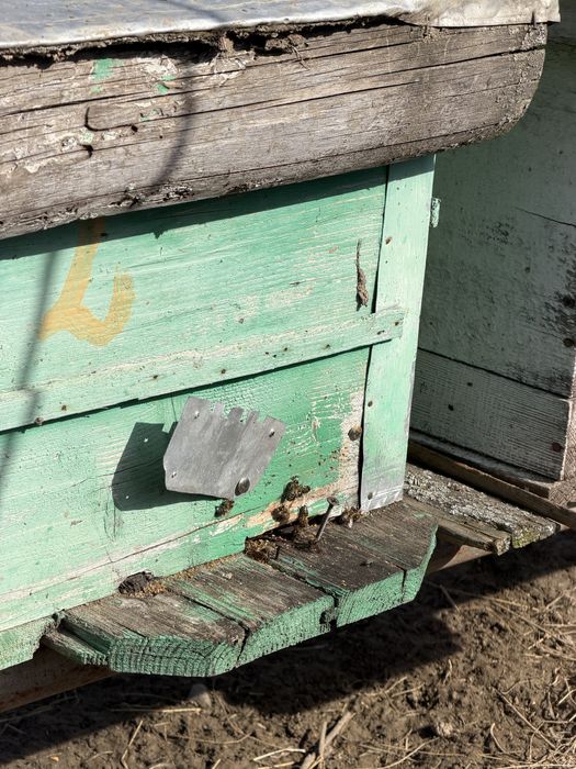 Familii de Albine de vânzare